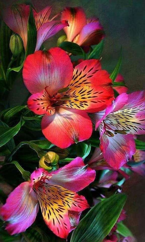 Freesias in several shades of color jigsaw puzzle online