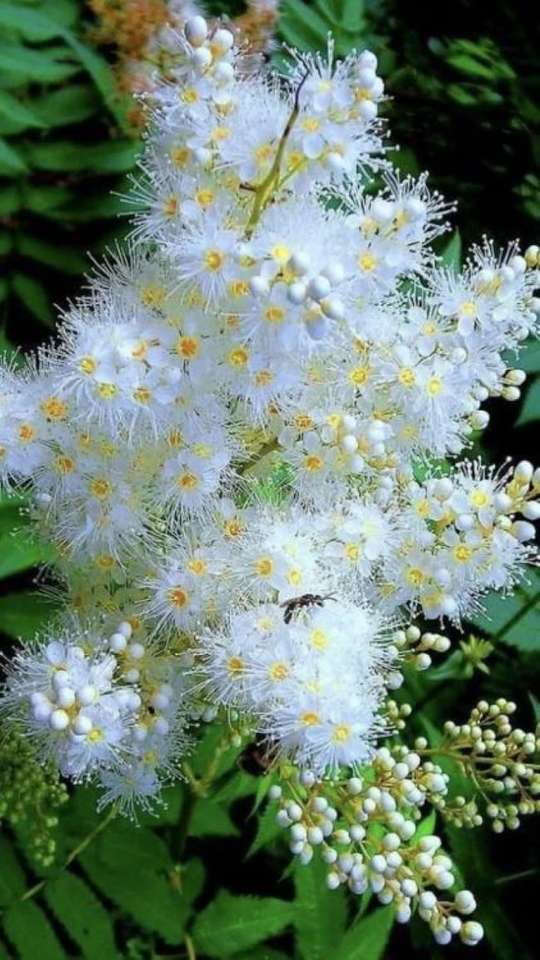 Flowerswhite plant in de tuin online puzzel