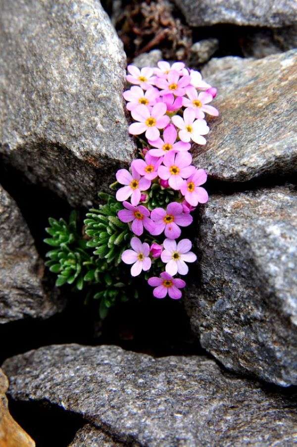 Kleine pinkfarbene Blüten zwischen den Felsen Puzzlespiel online