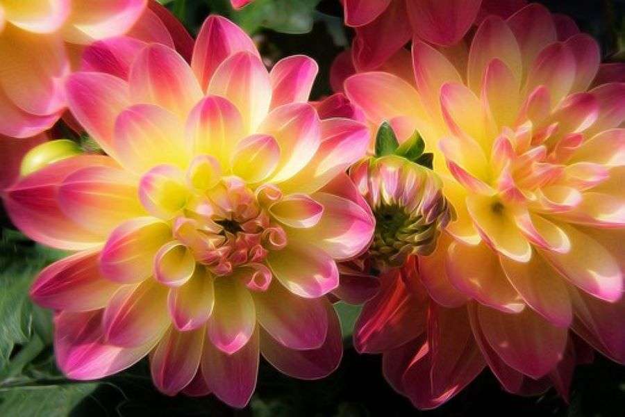 Dahlia's geel-roze van kleur online puzzel