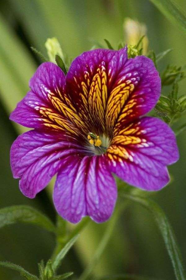 Flor de color amarillo violeta en el jardín rompecabezas en línea