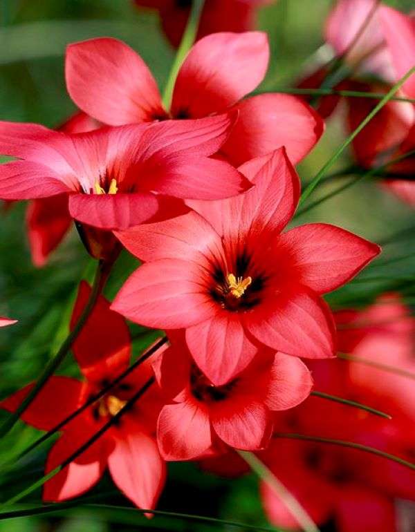 Червени цветя в градината онлайн пъзел
