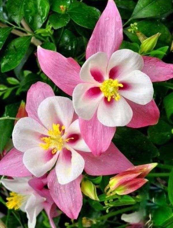 Wit-roze bloemen in de tuin legpuzzel online
