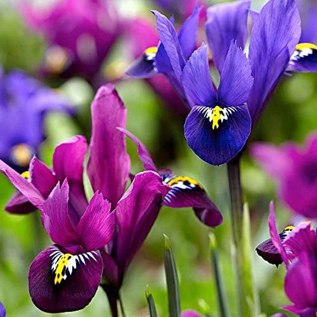 Lilie v modré a purpurové barvě online puzzle