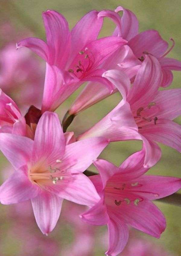 Цветы нежно-розового цвета пазл онлайн