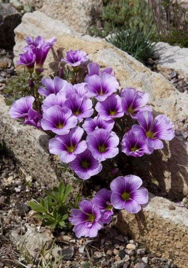 Violette Blumen zwischen den Felsen Online-Puzzle