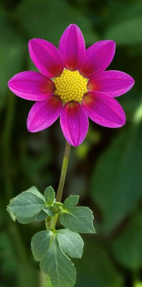 Λουλούδι ροζ-κίτρινο στον κήπο online παζλ