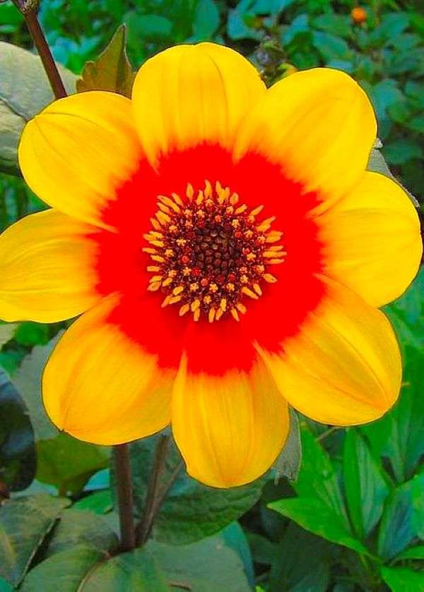Yellow-orange flower in the garden jigsaw puzzle online
