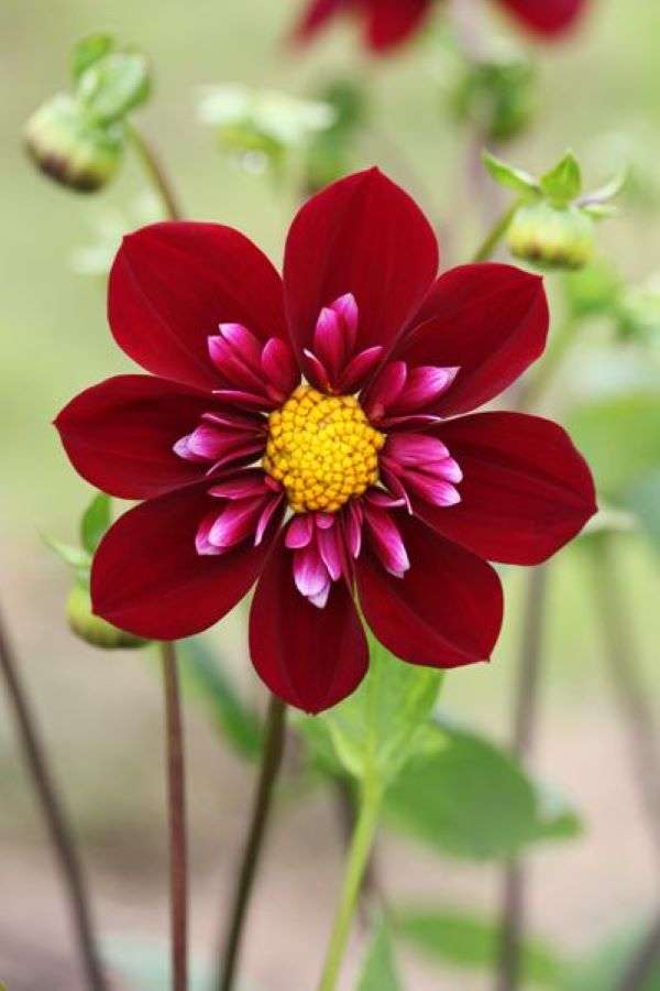 Virág sötétvörös-rózsaszín a kertben online puzzle