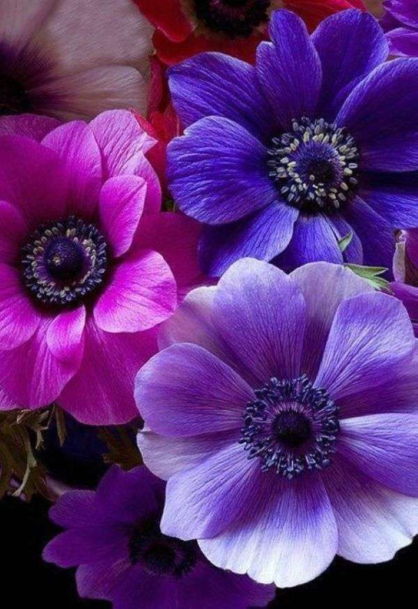 Anemoner rosa violett blå pussel på nätet