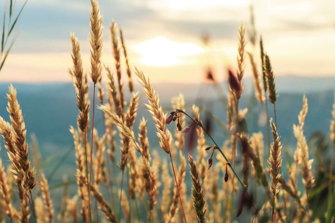 коричневе пшеничне поле вдень пазл онлайн