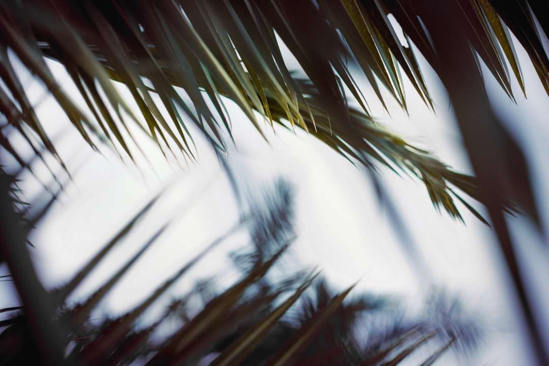 зелена палма под бяло небе през деня онлайн пъзел