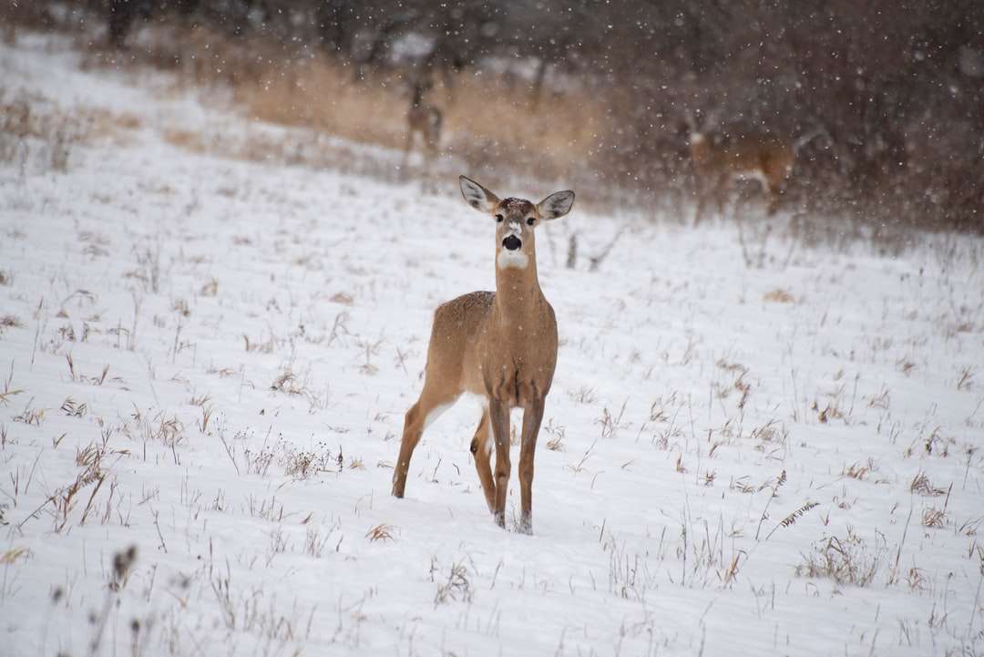 Ciervo marrón en campo cubierto de nieve blanca durante el día rompecabezas en línea