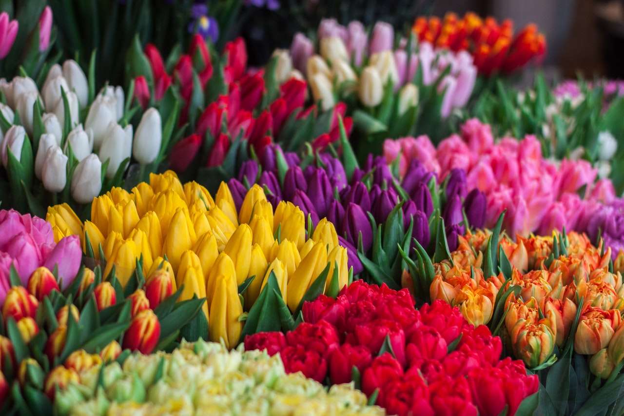 Récolte de tulipes puzzle en ligne