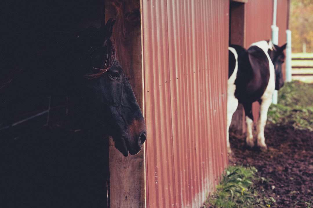 черная лошадь ест траву у коричневого деревянного забора онлайн-пазл