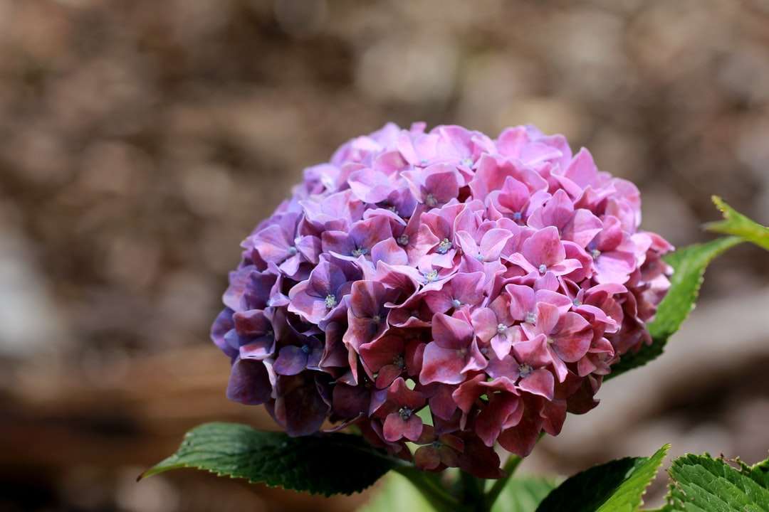Fiore viola in lente di ribaltamento puzzle online