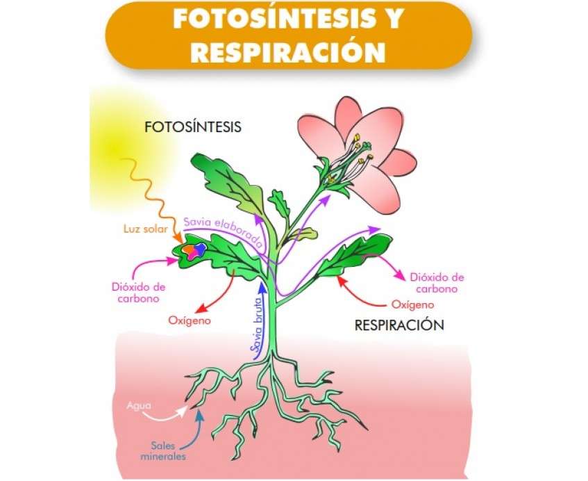 La fotosíntesis пазл онлайн