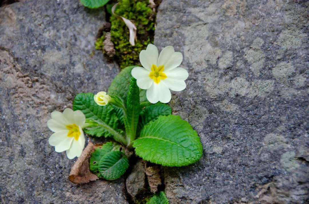 flor branca com folhas verdes puzzle online