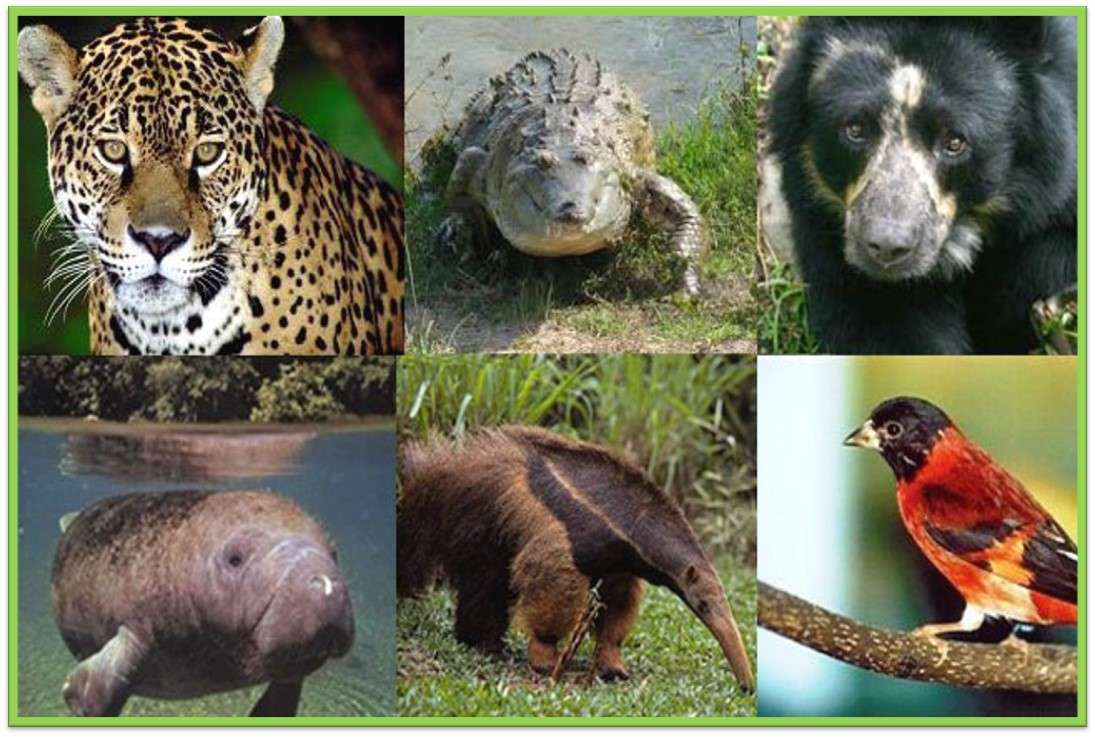 Vom Aussterben bedrohte Tiere in Venezuela Puzzlespiel online