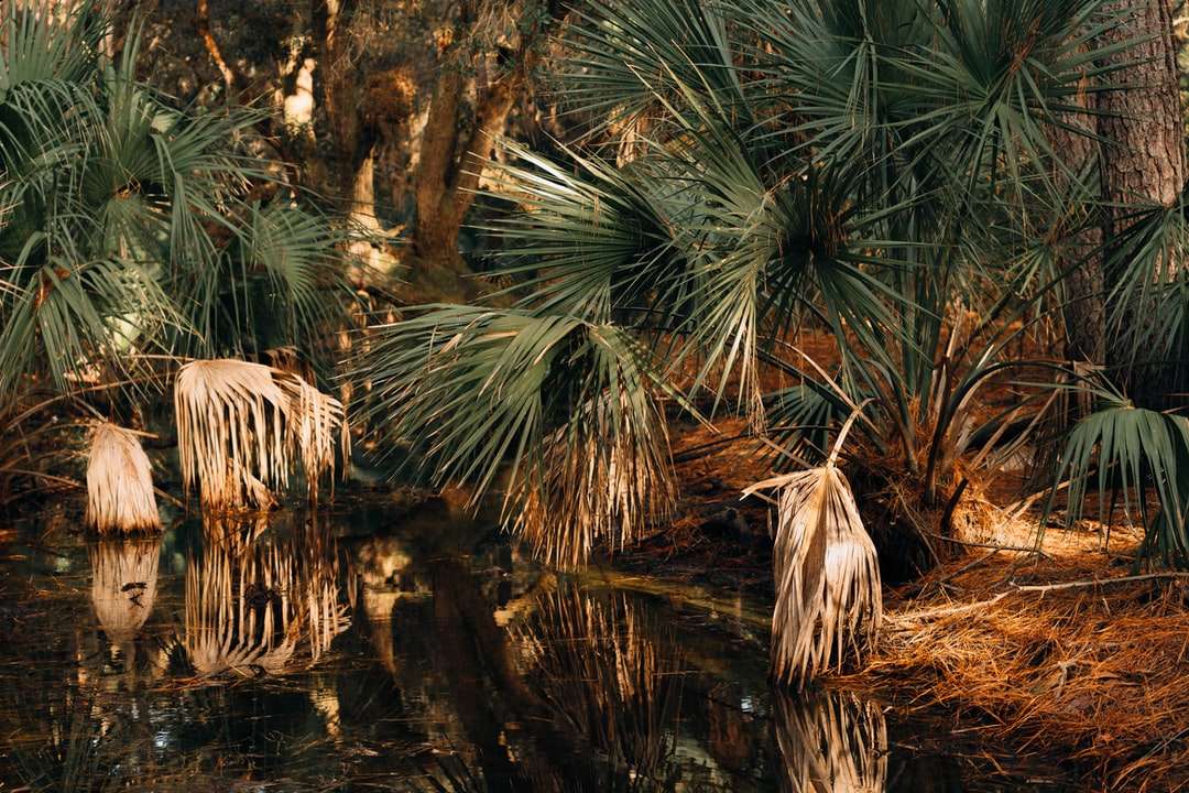 зеленая пальма у реки пазл онлайн