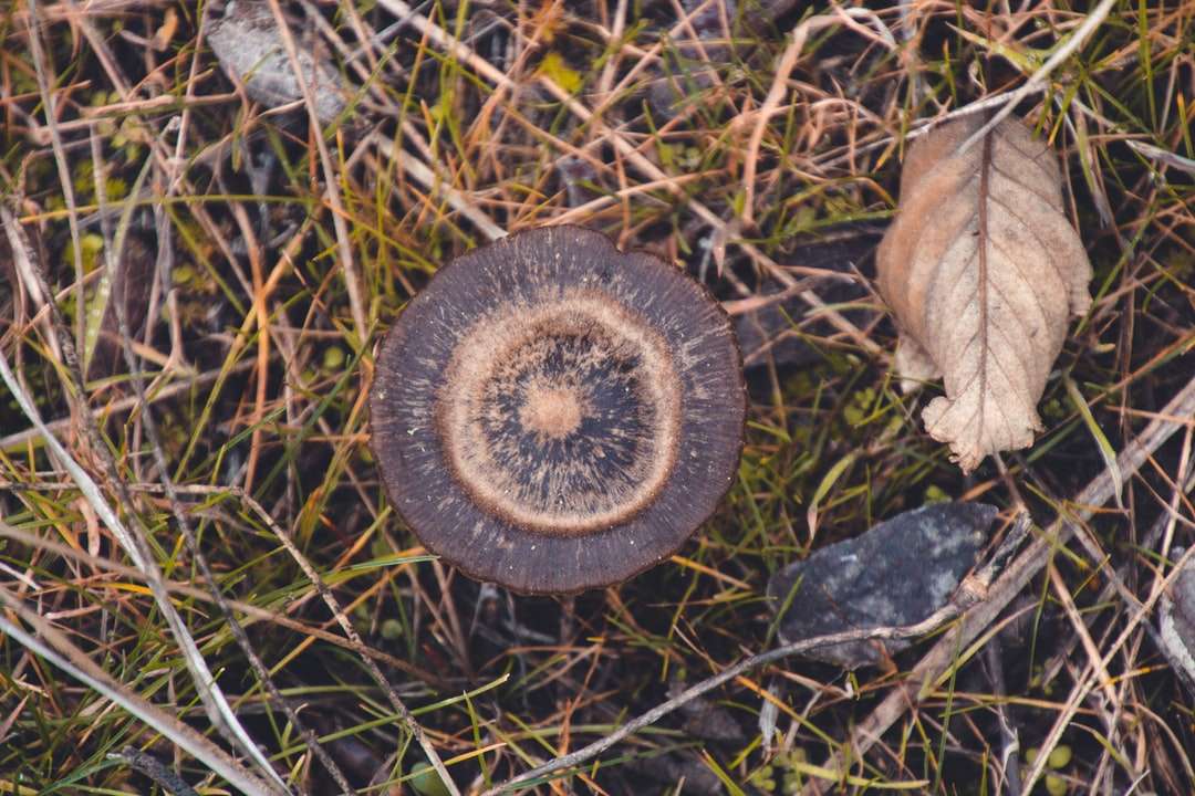 champignon brun et blanc au sol puzzle en ligne