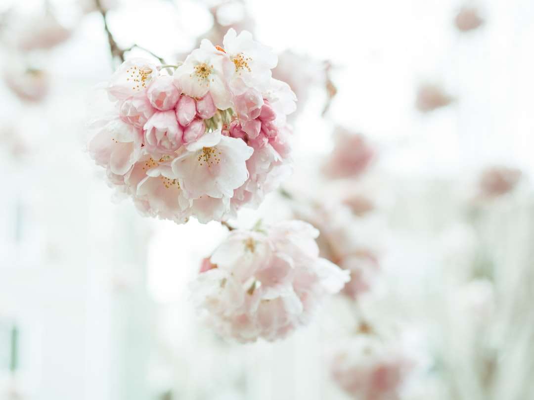 бял и розов черешов цвят при фотография отблизо онлайн пъзел
