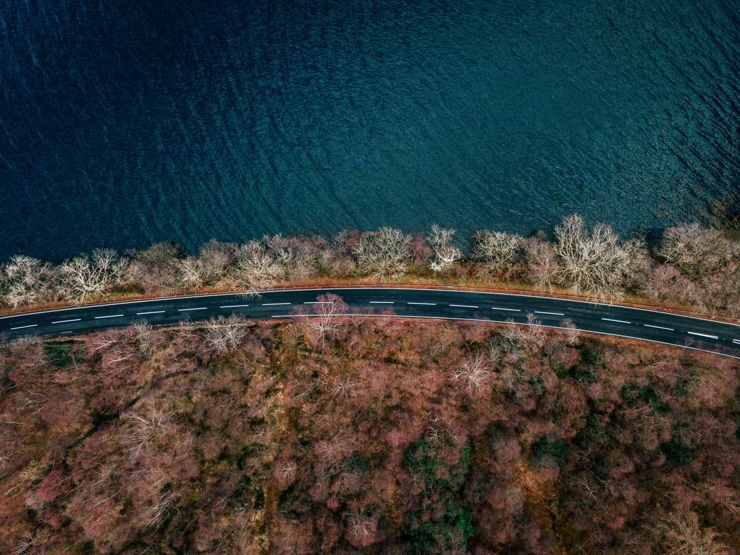 Vista aérea de árboles verdes junto al mar azul durante el día rompecabezas en línea