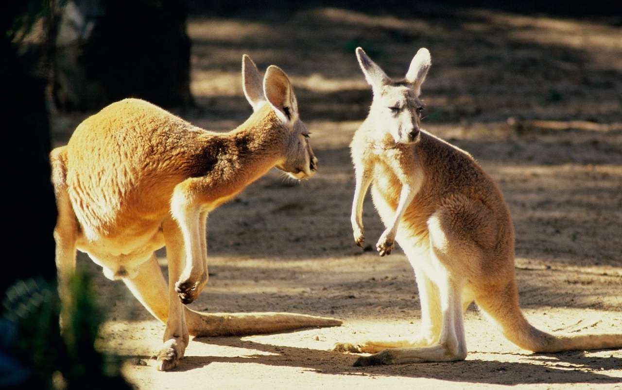 Djurliv: Australiska känguruer Pussel online