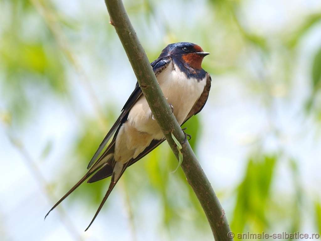 Swallow jigsaw puzzle online