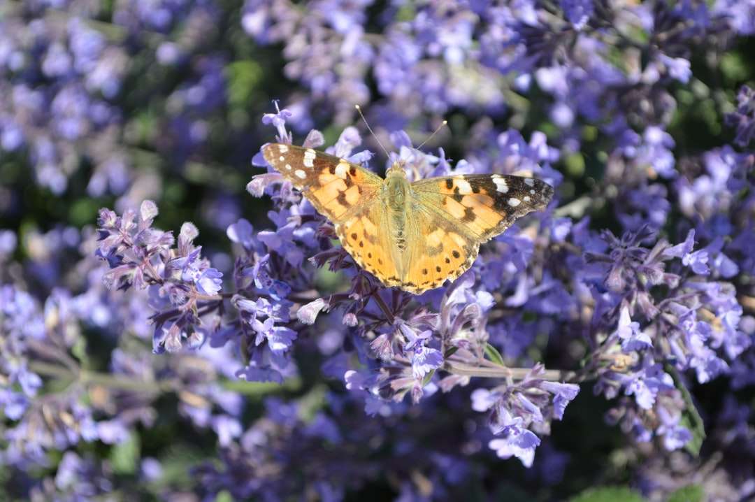 žlutý a černý motýl na fialovém květu skládačky online