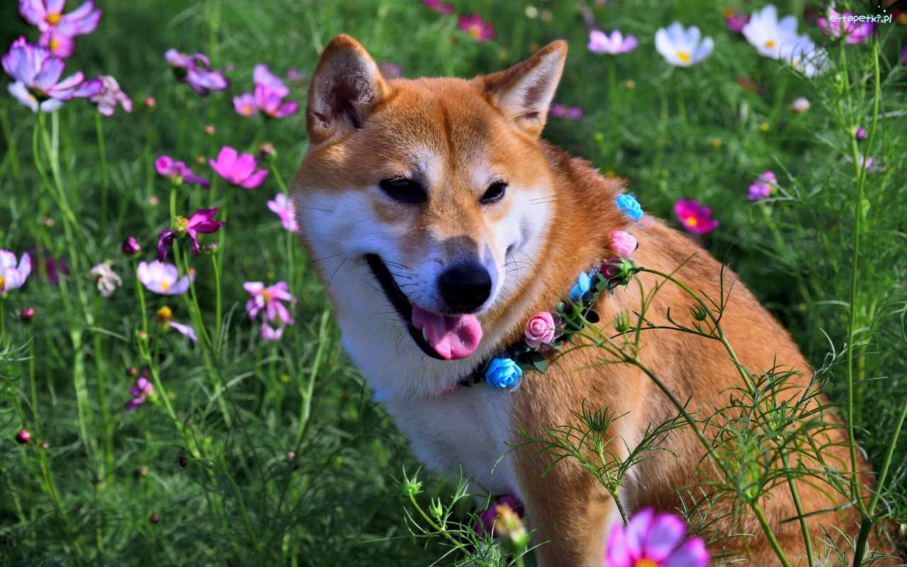 hund i en blommande äng Pussel online