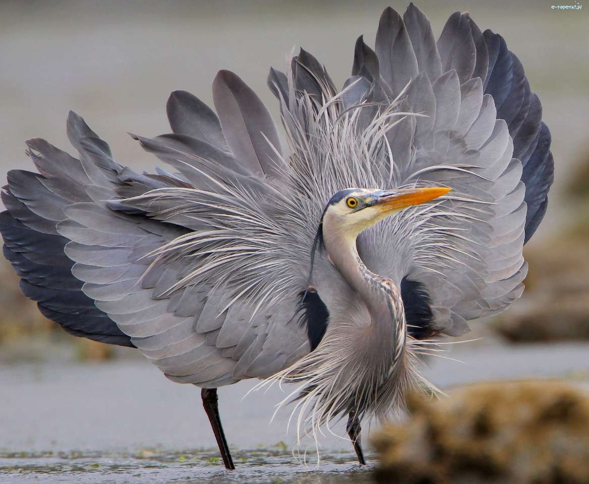 Gray heron jigsaw puzzle online