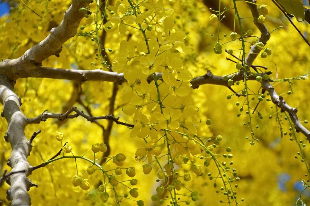 frunze galbene pe ramura de copac maro puzzle online