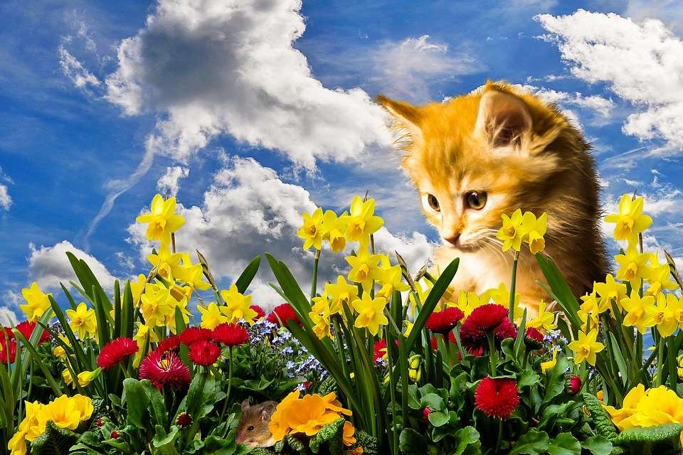 Cielo, gatito y flores. rompecabezas en línea