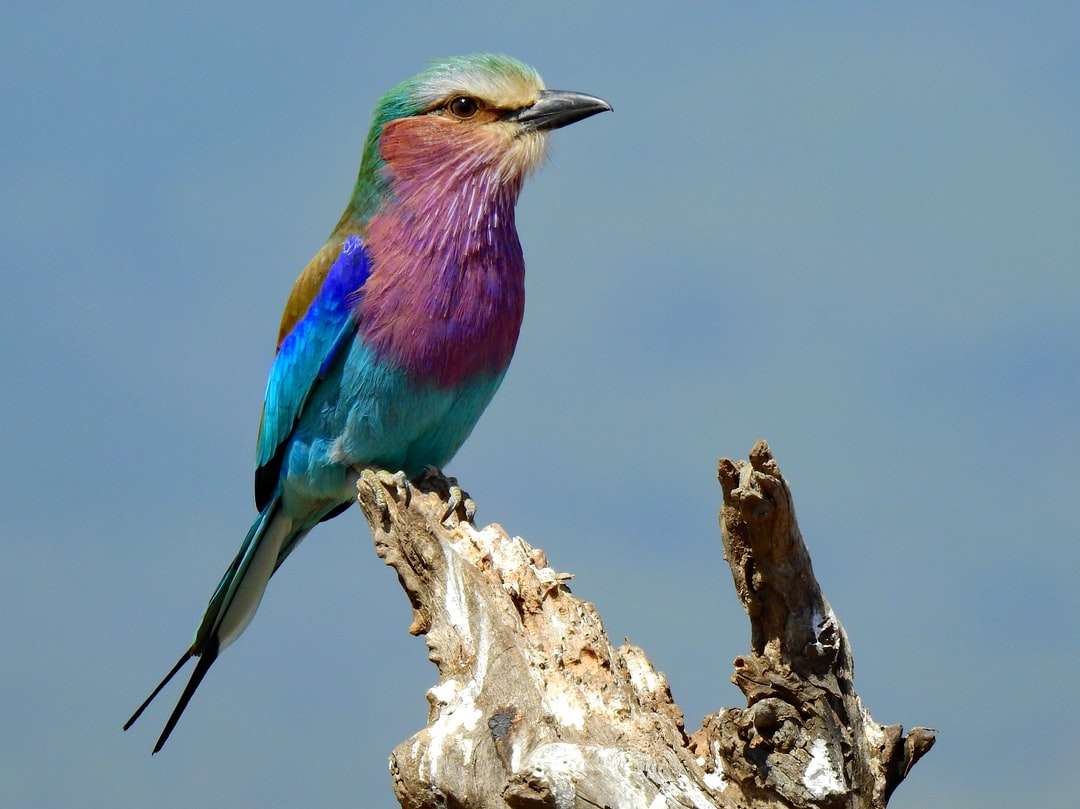 blauwe en bruine vogel op bruine boomtak overdag legpuzzel online