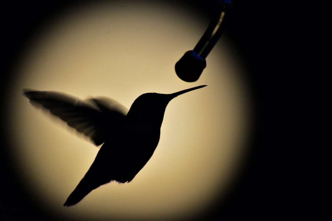 черный колибри летит в воздухе онлайн-пазл