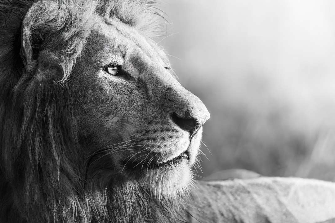 Foto en escala de grises de león tumbado en el campo de hierba rompecabezas en línea
