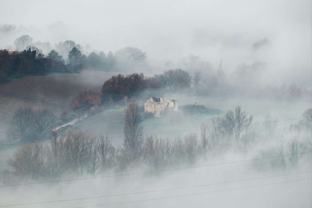árvores verdes cobertas de névoa quebra-cabeças online