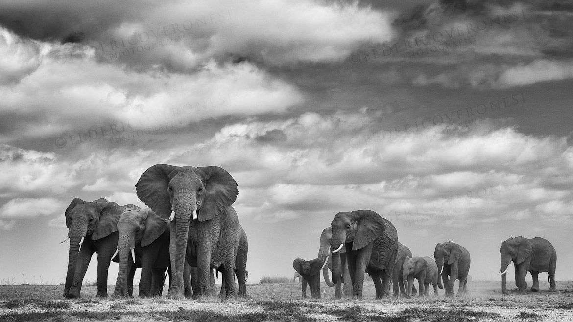 стадо слонов онлайн-пазл