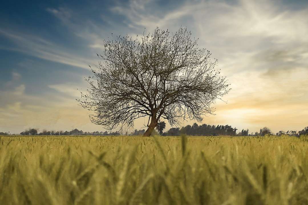bladlöst träd på grönt gräsfält under blå himmel Pussel online