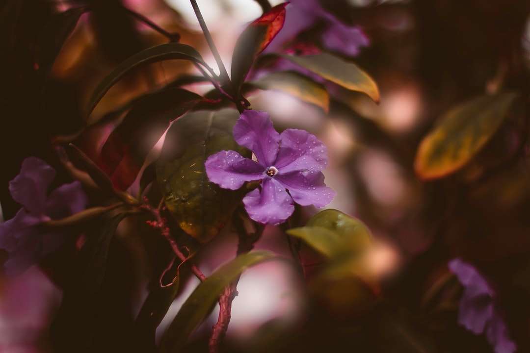 лилаво цвете в наклонена леща онлайн пъзел