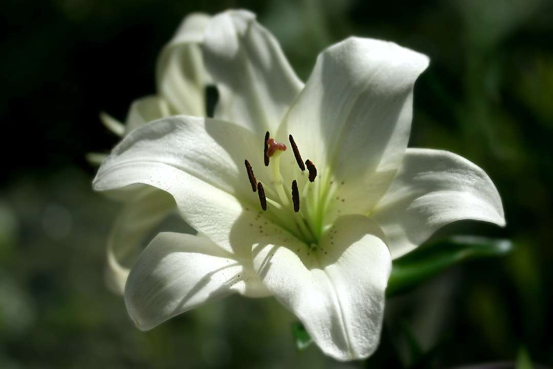 fleur blanche avec insecte brun et noir puzzle en ligne