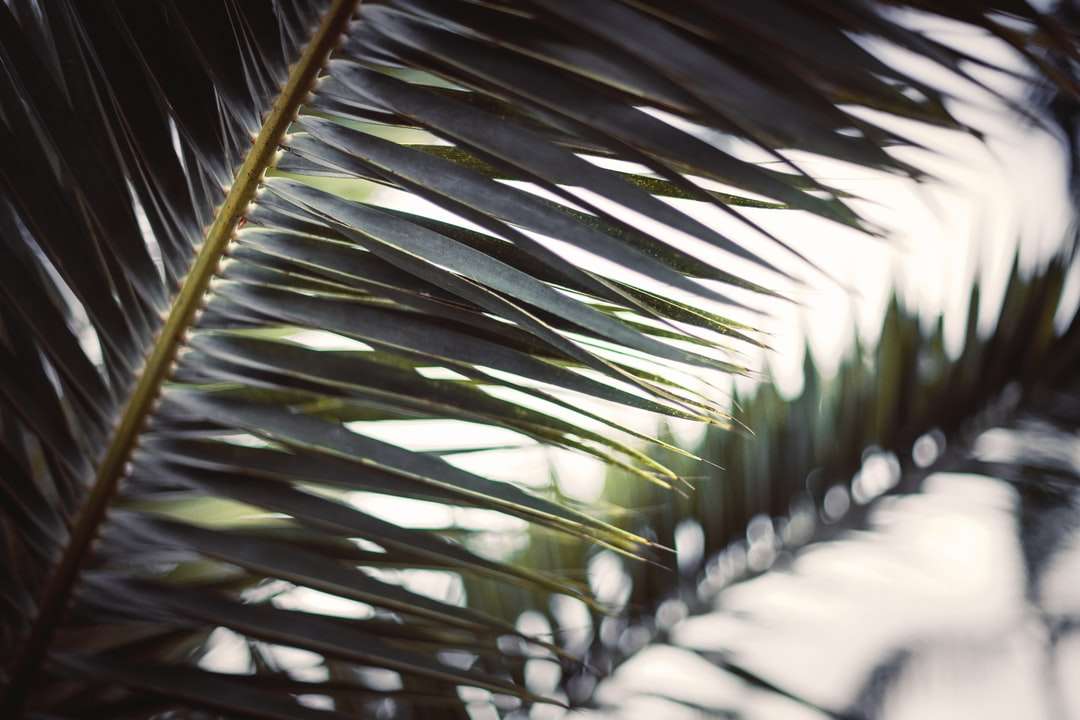 Grön palmväxt under dagtid Pussel online