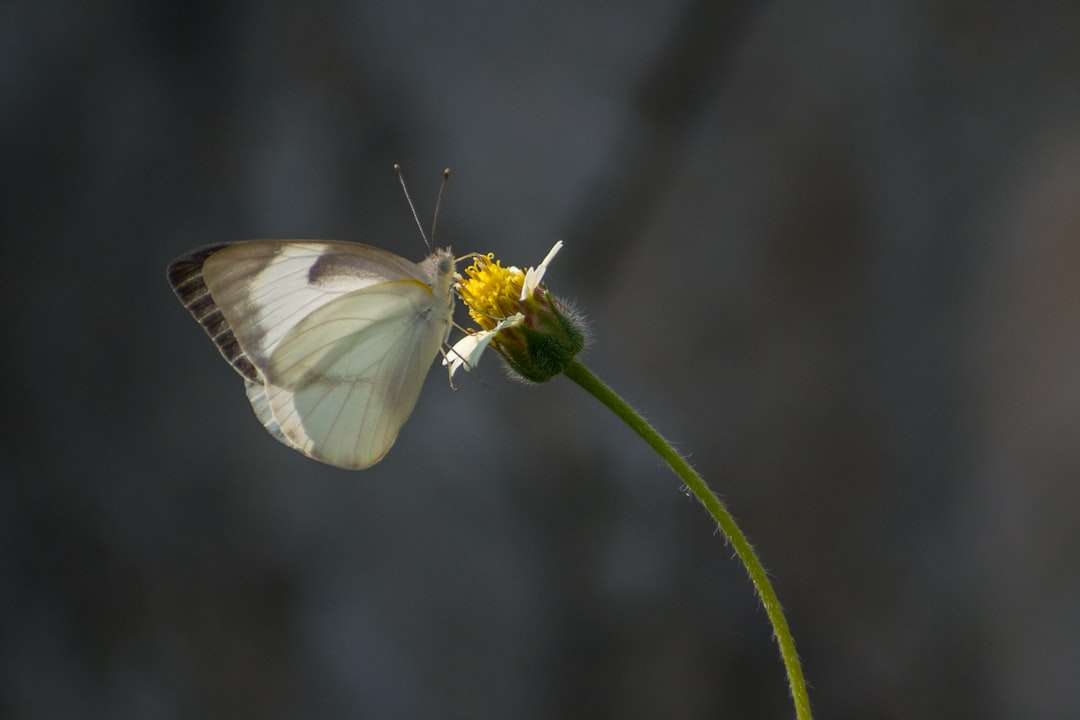 Farfalla bianca appollaiata sulla pianta verde puzzle online