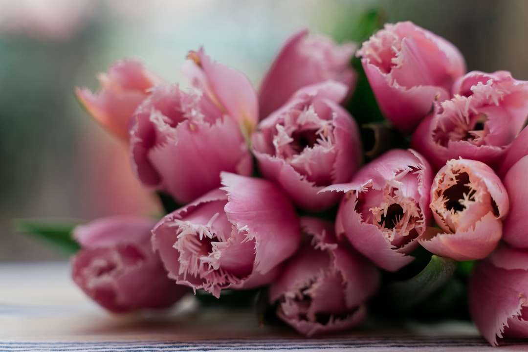 rosa rosor i närbildfotografering Pussel online