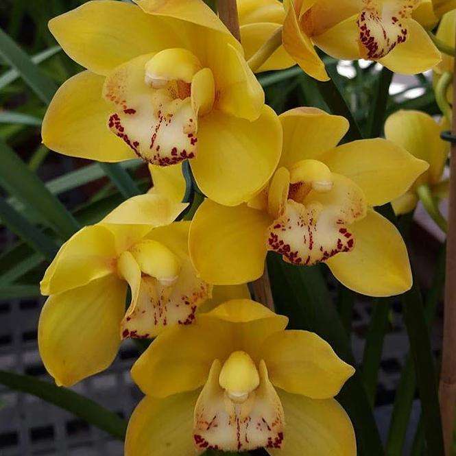 orchidee legpuzzel online