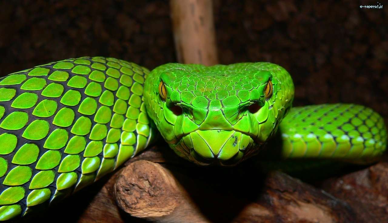 grön orm Pussel online