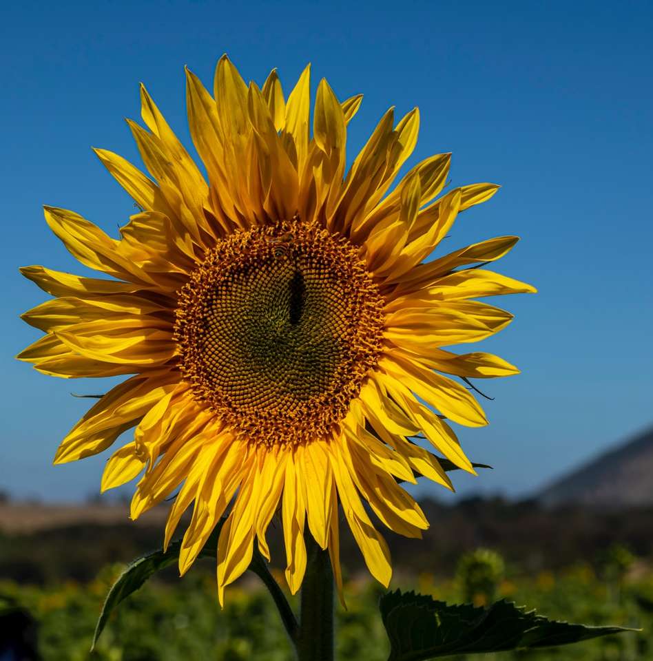 Gelbe Sonnenblume in der Nahaufnahme der Fotografie tagsüber Puzzlespiel online