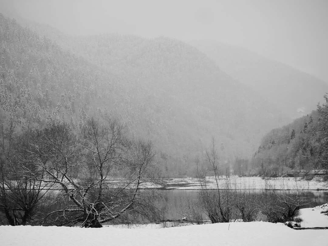 árvores sem folhas em terreno coberto de neve perto de corpo d'água quebra-cabeças online