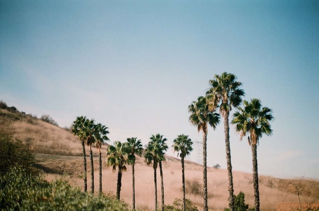 groene palmbomen op bruin veld onder blauwe hemel legpuzzel online
